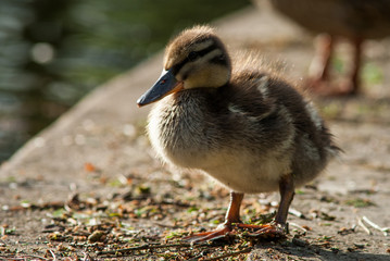 Duckling in evening sunshine
