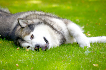 Alaskan Malamute lying in the grass