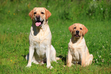 584 Puppy Mother Labrador Baby Wall Murals Canvas Prints Stickers Wallsheaven