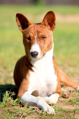 The portrate of brindle basenji