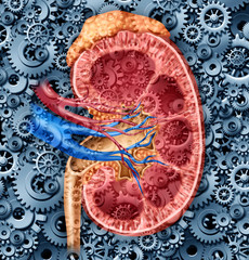 Human Kidney Function