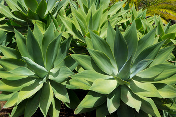 Agave Attenuata cactus plant from Canary Islands
