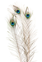 Naklejka premium Peacock Feathers on white background