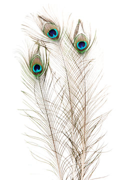 Fototapeta Peacock Feathers on white background