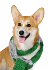 Corgi dog in studio