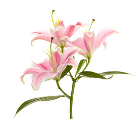 beautiful pink lily, isolated on white