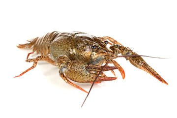 green crawfish isolated on white close-up
