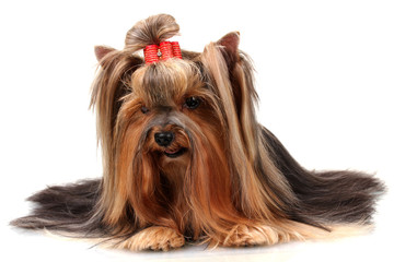 Beautiful yorkshire terrier isolated on white