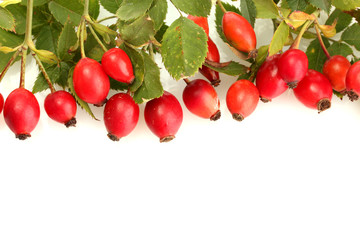 ripe hip roses on branch with leaves, isolated on white