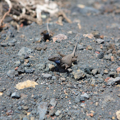 La Palma typical lizard Tizon Gallotia galloti palmae