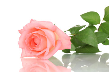 Pink rose isolated on white