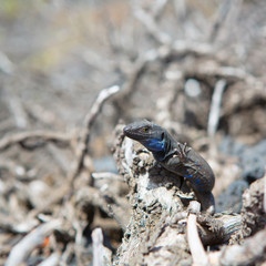 La Palma typical lizard Tizon Gallotia galloti palmae