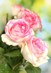 Obrazy na Szkle  beautiful bouquet of pink roses, on green background