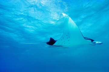 Manta ray