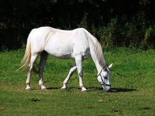 Obraz na płótnie Canvas white horse on a meadow
