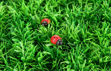ladybirds on green grass