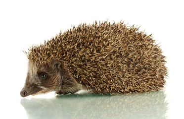 Hedgehog, isolated on white