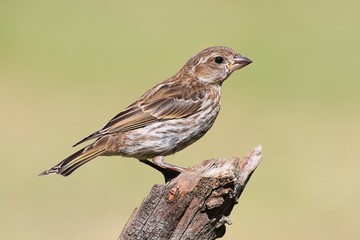 Purple Finch (Carpodacus purpureus)