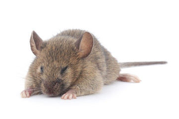 Front view of Wood mouse.