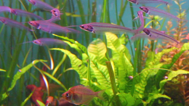 transparent Glass or Ghost catfish under water