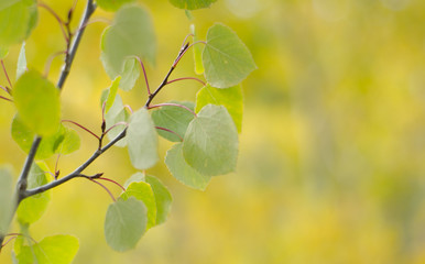 Aspen leaves in fall