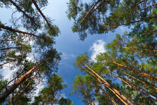Fototapeta High trees in the forest against blue sky