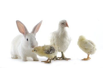 chicken family and rabbit