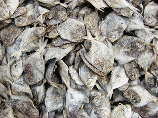 process of making dry fish in salt water and expose to sun for a
