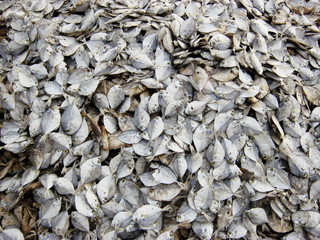 process of making dry fish in salt water and expose to sun for a