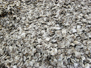 process of making dry fish in salt water and expose to sun for a