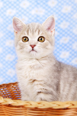 Scottish Straight kitten sitting in basket