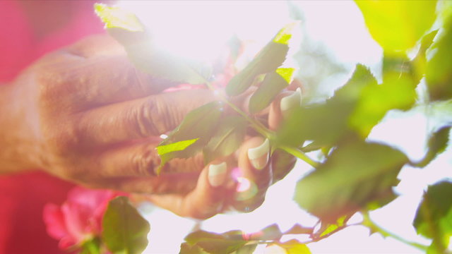 Senior Ethnic Hands Tending Flower Bushes