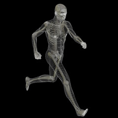 High resolution 3D human ideal for anatomy,medicine and health
