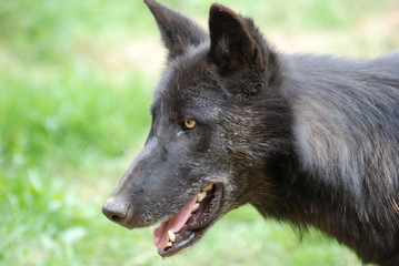 loup noir