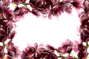 Fototapeta na wymiar Frame with orchids (white background)