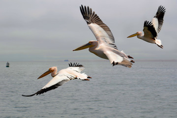 Fototapeta na wymiar Fliegende pelikan-Pelecanus onocrotalus