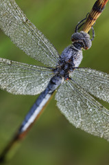 Libelle- Odonata