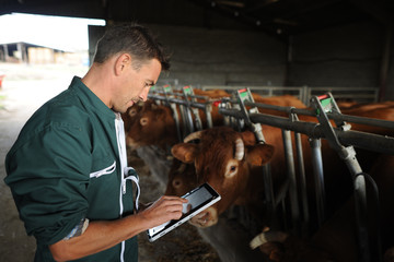 Farmer in barn using digital tablet - obrazy, fototapety, plakaty