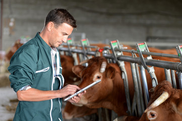Cow breeder using touchpad inside the barn - obrazy, fototapety, plakaty