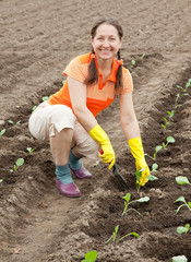 Mature woman planting cabbage