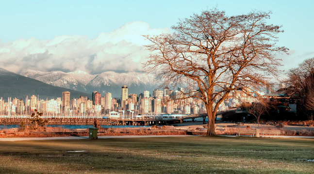 Bare Tree With Vancouver Skyline