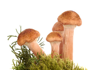 honey fungus (armillariella mellea) and moss