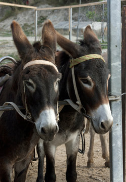 donkeys in a paddock