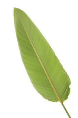 Leaf of a plant close up