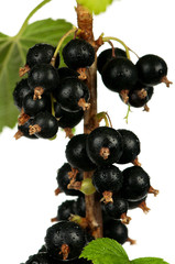 Black currants
