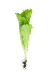 Green lettuce