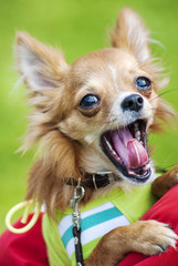 funny Chihuahua puppy yawning with open mouth