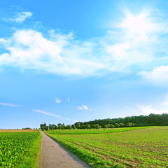 Cart track trough the fields