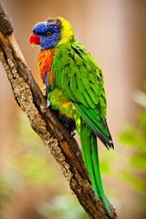 lori Lorikeet