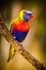 lori Lorikeet